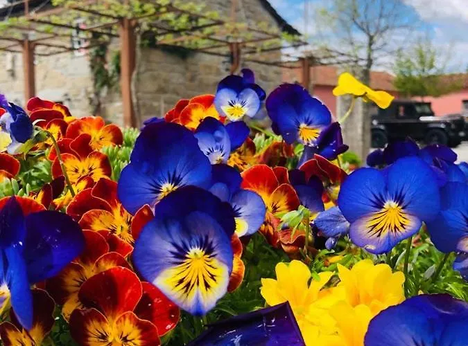 Quinta De Maderne * Felgueiras