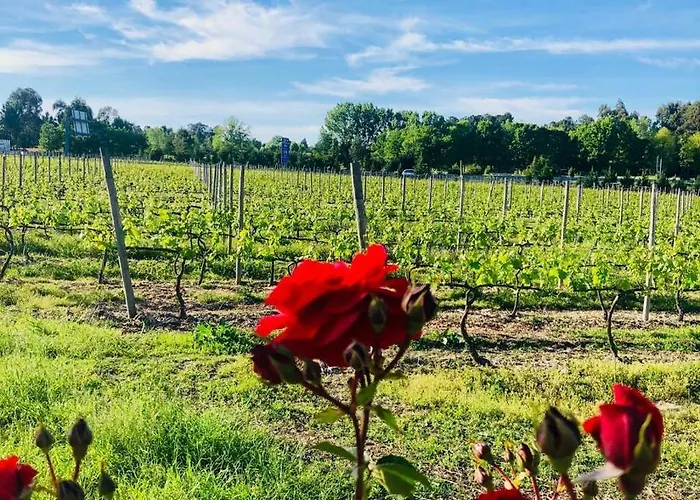 Çiftlik konaklama Quinta De Maderne Felgueiras